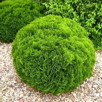 Туя ДАНИКА западная в Пскове