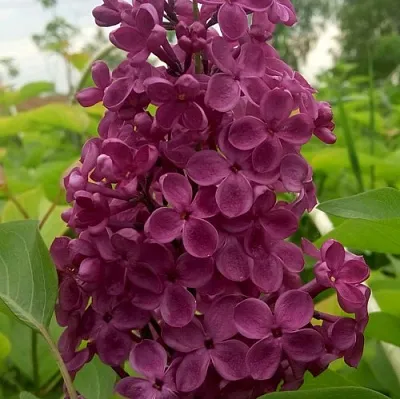 Сирень ИНДИЯ в Пскове