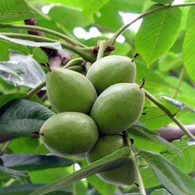 Орех маньчжурский МИЧУРИНЕЦ  Орех маньчжурский МИЧУРИНЕЦ в Пскове