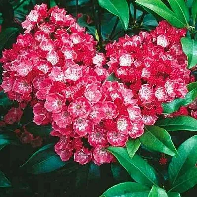 Кальмия КАРДИНАЛ  Кальмия КАРДИНАЛ в Пскове