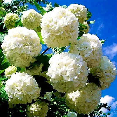 Калина БУЛЬДЕНЕЖ  Калина БУЛЬДЕНЕЖ в Пскове