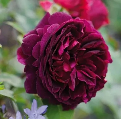 Саженцы роз МАНСТЕД ВУД английская  Саженцы роз МАНСТЕД ВУД английская в Пскове