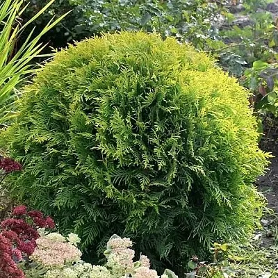 Туя ЕЛЛОУ ГЛОБ западная в Пскове