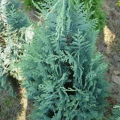 Кипарисовик КОЛУМНАРИС лавсона в Пскове