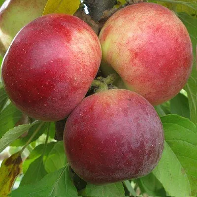 Яблоня БАЛЕРИНА ФЛАМЕНКО колонновидная  Яблоня БАЛЕРИНА ФЛАМЕНКО колонновидная в Пскове