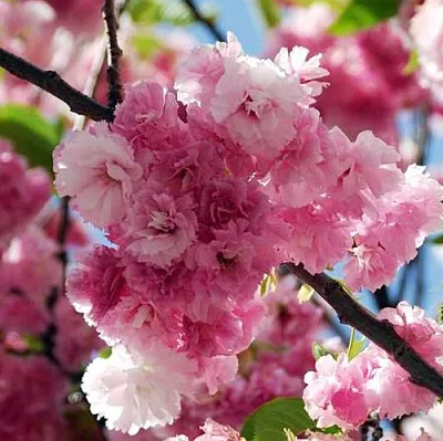 Сакура ПИНК ПЕРФЕКШН  Сакура ПИНК ПЕРФЕКШН в Пскове