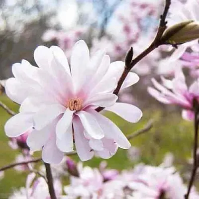 Магнолия РОЗЕЯ  Магнолия РОЗЕЯ в Пскове