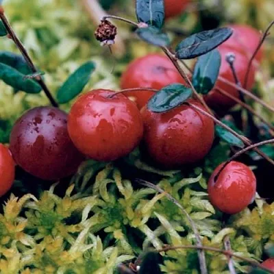 Клюква МАК ФАРЛИН в Пскове