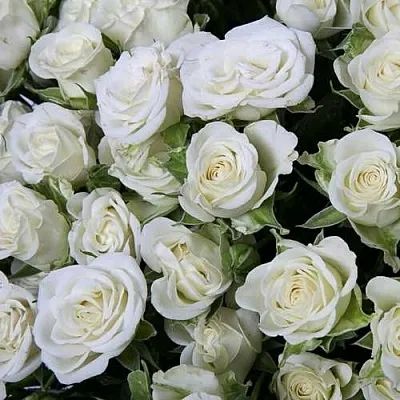 Саженцы роз СНОУФЛЕЙК спрей в Пскове