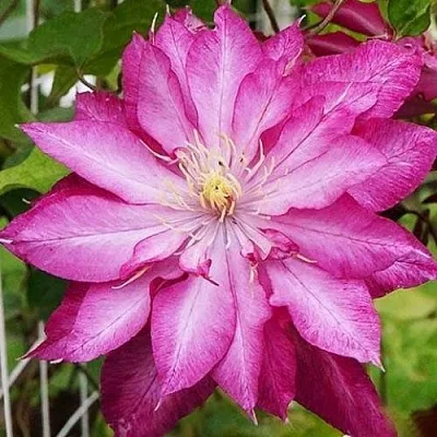 Клематис КАЕН  Клематис КАЕН в Пскове