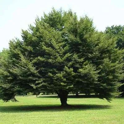 Бук обыкновенный в Пскове