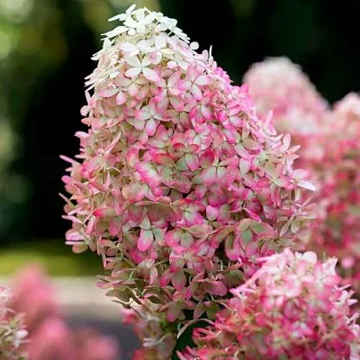 Гортензия РОЯЛ ФЛОВЕР метельчатая  Гортензия РОЯЛ ФЛОВЕР метельчатая в Пскове