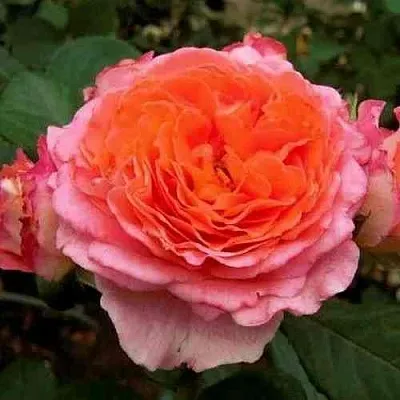 Саженцы роз НОТР ДАМ ДЮ РОЗЕР шраб в Пскове