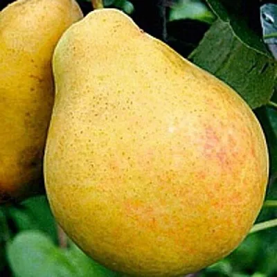 Груша САХАРНАЯ  Груша САХАРНАЯ в Пскове