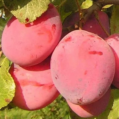 Слива ФАВОРИТЕ ДЕ СУЛТАНО в Пскове