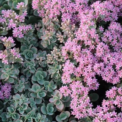 Очиток (седум) САНСПАРКЛЕР ЛАЙМ ЗИНГЕР в Пскове