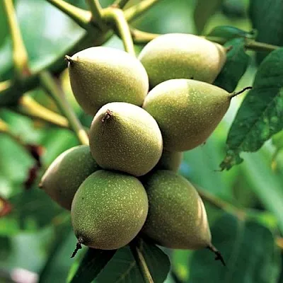 Орех МАНЬЧЖУРСКИЙ  Орех МАНЬЧЖУРСКИЙ в Пскове