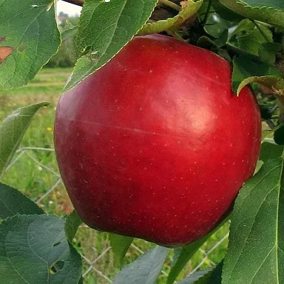 Яблоня РЕДФРИ  Яблоня РЕДФРИ в Пскове