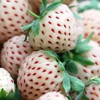 Клубника АНАНАСА ремонтантная — описание сорта Клубника АНАНАСА ремонтантная в Пскове