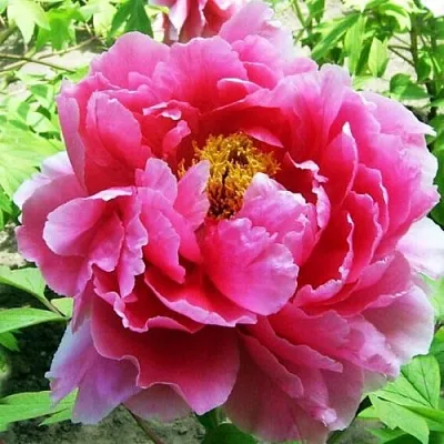 Пион ВОСХОД СОЛНЦА древовидный  Пион ВОСХОД СОЛНЦА древовидный в Пскове