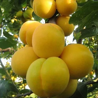 Слива ЛОДВА  Слива ЛОДВА в Пскове