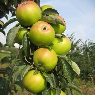 Яблоня ЛУКОМОР колонновидная  Яблоня ЛУКОМОР колонновидная в Пскове