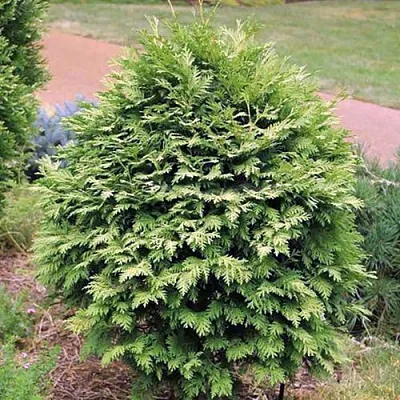 Туя ВАРЕАНА ЛЮТЕСЦЕНС западная в Пскове