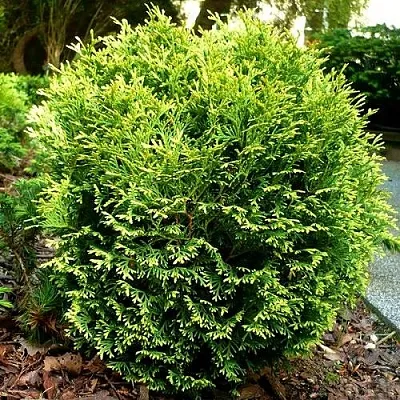 Туя ВОТЕРФИЛД западная в Пскове