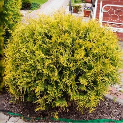 Туя КОЛЛЕРС ГОЛД складчатая в Пскове