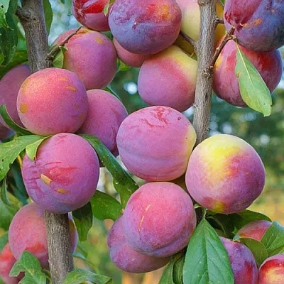 Слива КОЛОННОВИДНАЯ  Слива КОЛОННОВИДНАЯ в Пскове