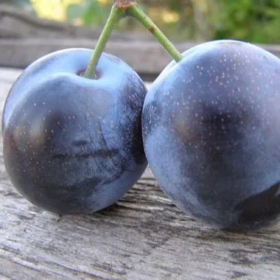 Слива БЛЮФРИ  Слива БЛЮФРИ в Пскове