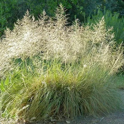 Каплесеменник воздушный в Пскове