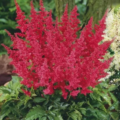 Астильба МОНТГОМЕРИ японская — описание сорта Астильба МОНТГОМЕРИ японская в Пскове