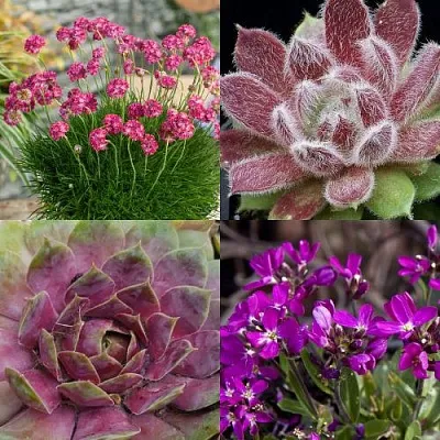 Комплект МИНИ САД в Пскове