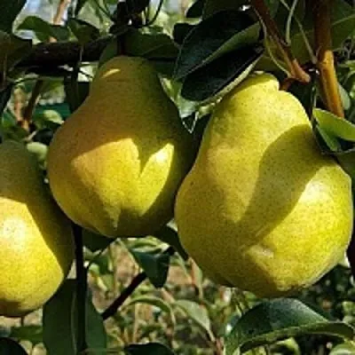 Груша СОКРОВИЩЕ в Пскове