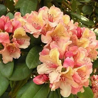 Рододендрон ФЛАУТАНДО  Рододендрон ФЛАУТАНДО в Пскове