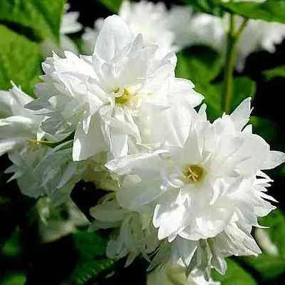 Жасмин ДАМ БЛАНШ  Жасмин ДАМ БЛАНШ в Пскове