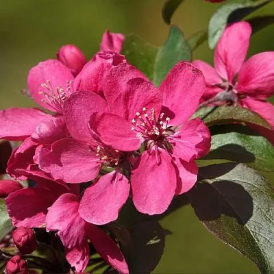 Яблоня НЕДЗВЕЦКОГО в Пскове