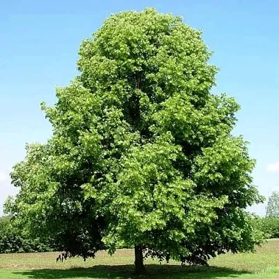 Липа мелколистная в Пскове