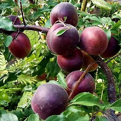 Шарафуга БЕЛЛА РОЯЛЬ в Пскове