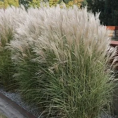 Мискантус КЛЯЙН СИЛЬБЕРСПАЙН китайский  в Пскове