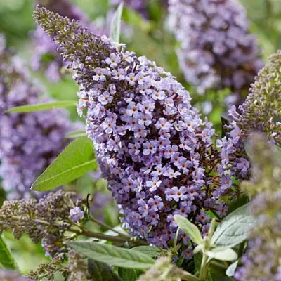 Буддлея давида БАТТЕРФЛЯЙ КАНДИ ЛИЛА СВИТХАРТ  Буддлея давида БАТТЕРФЛЯЙ КАНДИ ЛИЛА СВИТХАРТ в Пскове