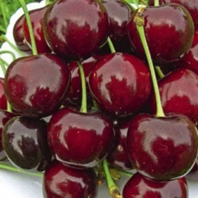 Черешня РОССОШАНСКАЯ КРУПНАЯ — описание сорта Черешня РОССОШАНСКАЯ КРУПНАЯ в Пскове