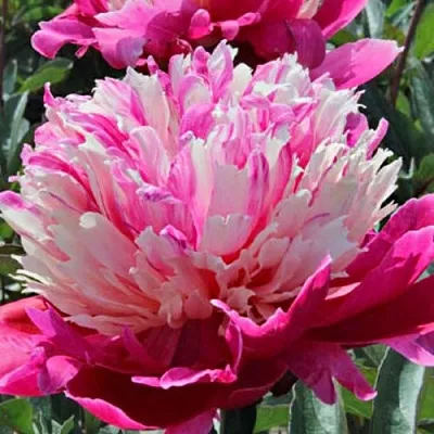 Пион ДЕЙДРИМ травянистый  Пион ДЕЙДРИМ травянистый в Пскове