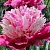 Пион ДЕЙДРИМ травянистый в Пскове