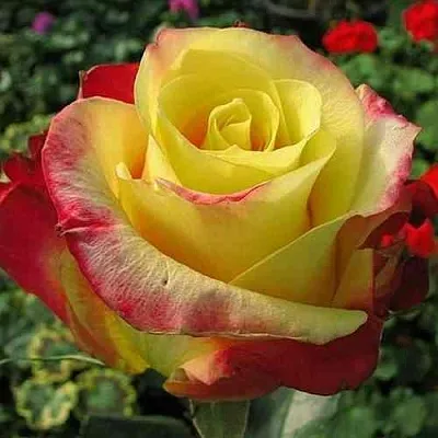 Саженцы роз ХОТ МЕРЕНГА чайно-гибридная в Пскове