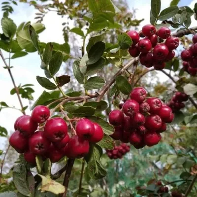 Рябина ГРАНАТНАЯ сладкоплодная — описание сорта Рябина ГРАНАТНАЯ сладкоплодная в Пскове