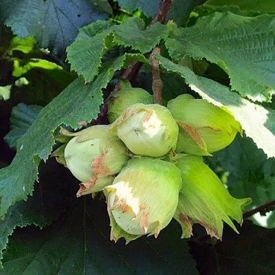 Фундук ТАМБОВСКИЙ РАННИЙ  Фундук ТАМБОВСКИЙ РАННИЙ в Пскове