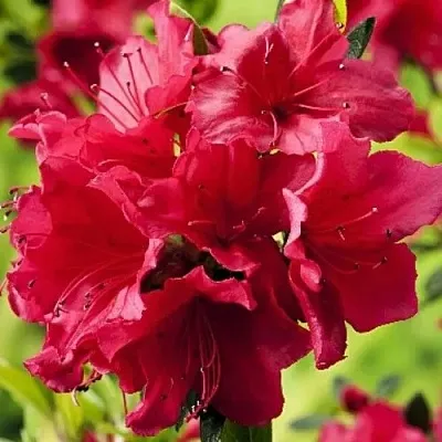 Азалия АРАБЕСК японская  Азалия АРАБЕСК японская в Пскове