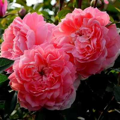 Саженцы роз ОЛЬГА шраб в Пскове